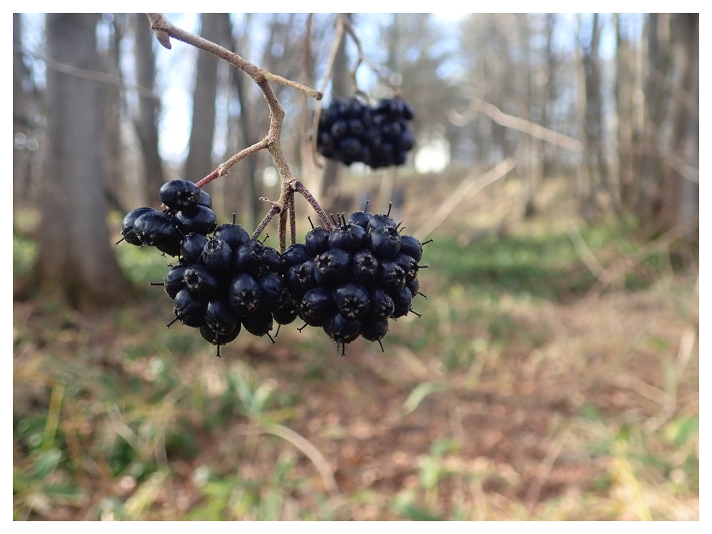 ケヤマウコギの実