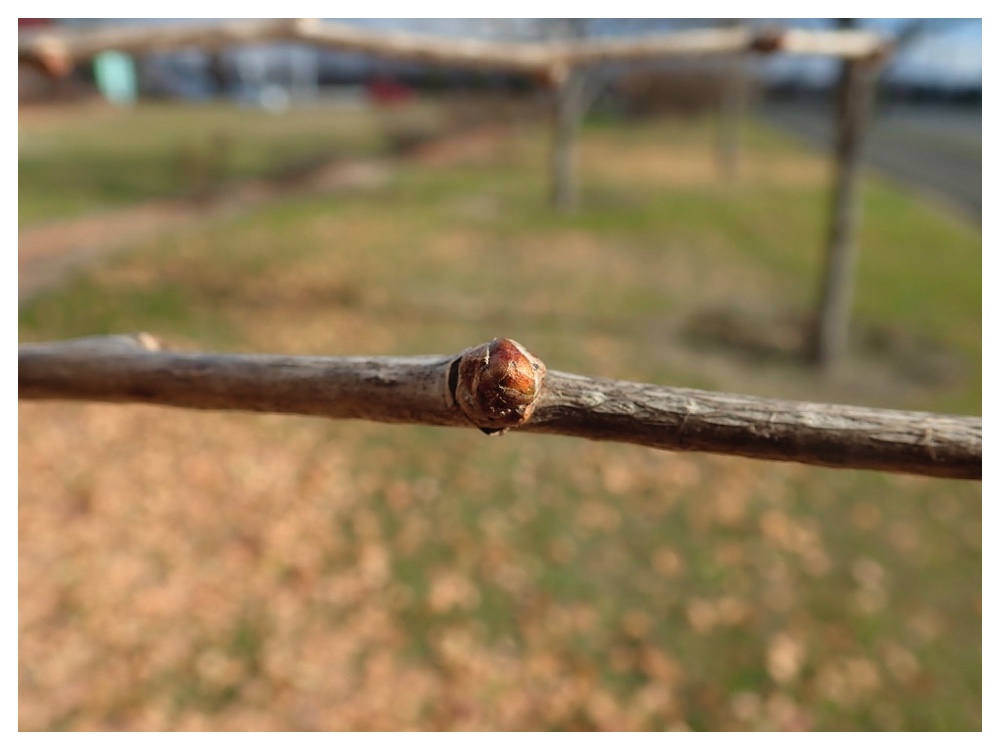 イチョウの冬芽