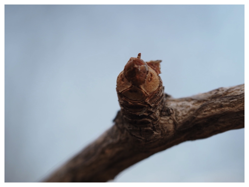 イチョウの冬芽