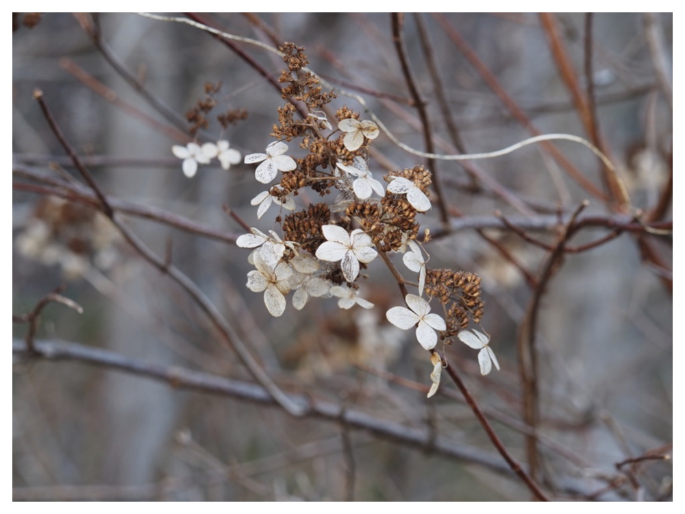 ノリウツギの装飾花と実