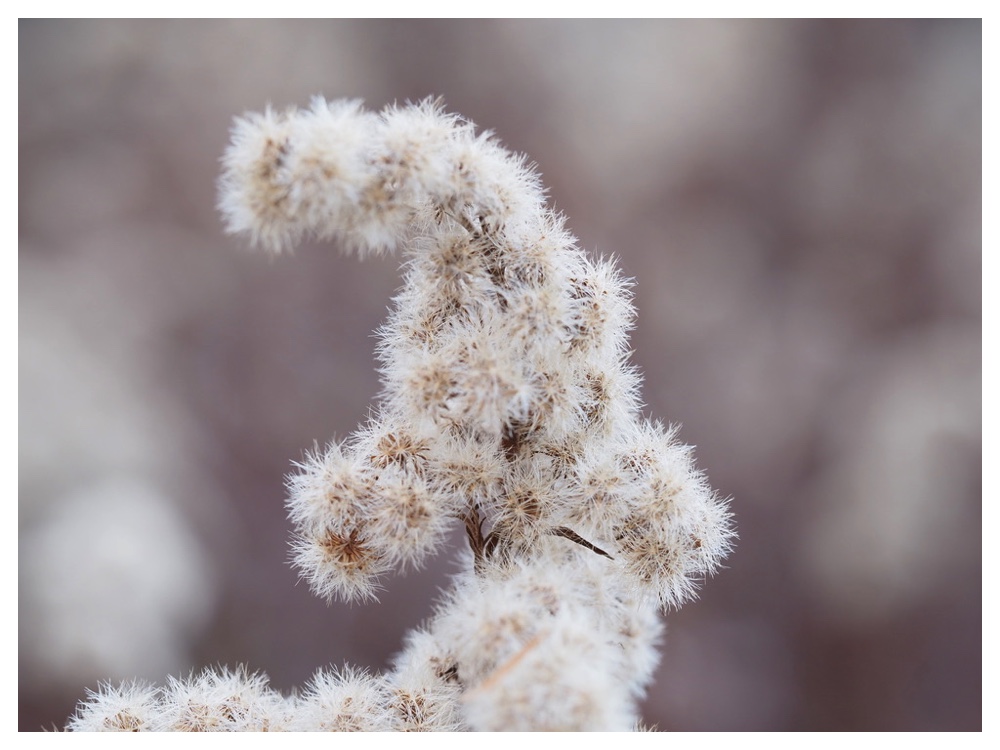 オオアワダチソウ