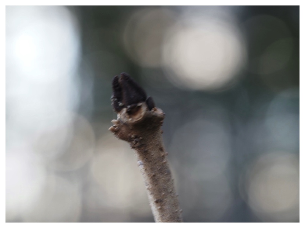 ヤチダモの冬芽