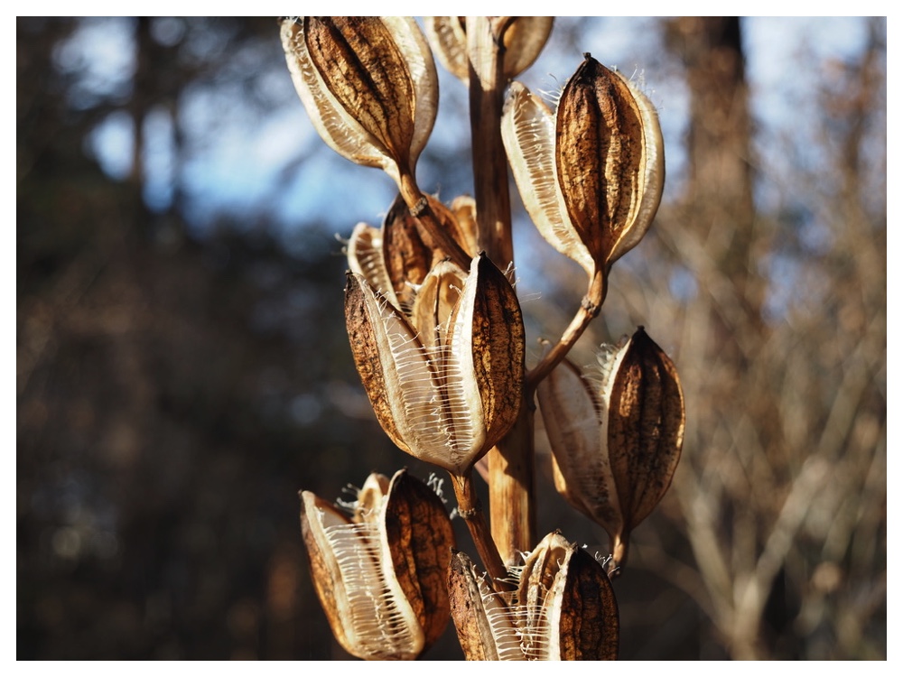 オオウバユリの実