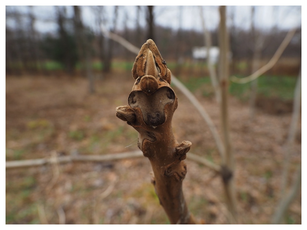 オニグルミの冬芽