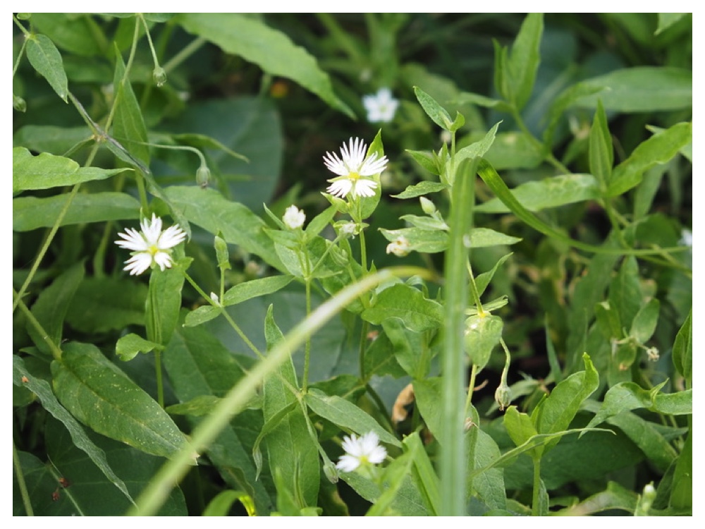 エゾオオヤマハコベ