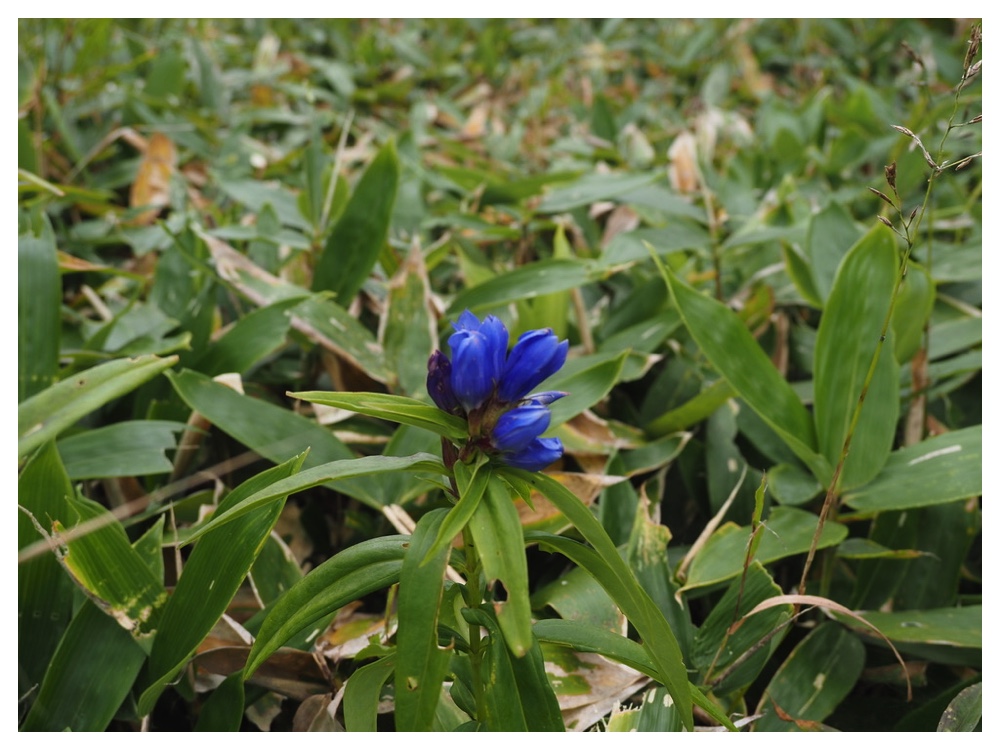 エゾオヤマリンドウ