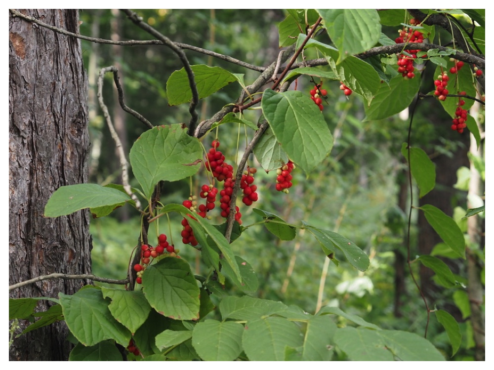 チョウセンゴミシ