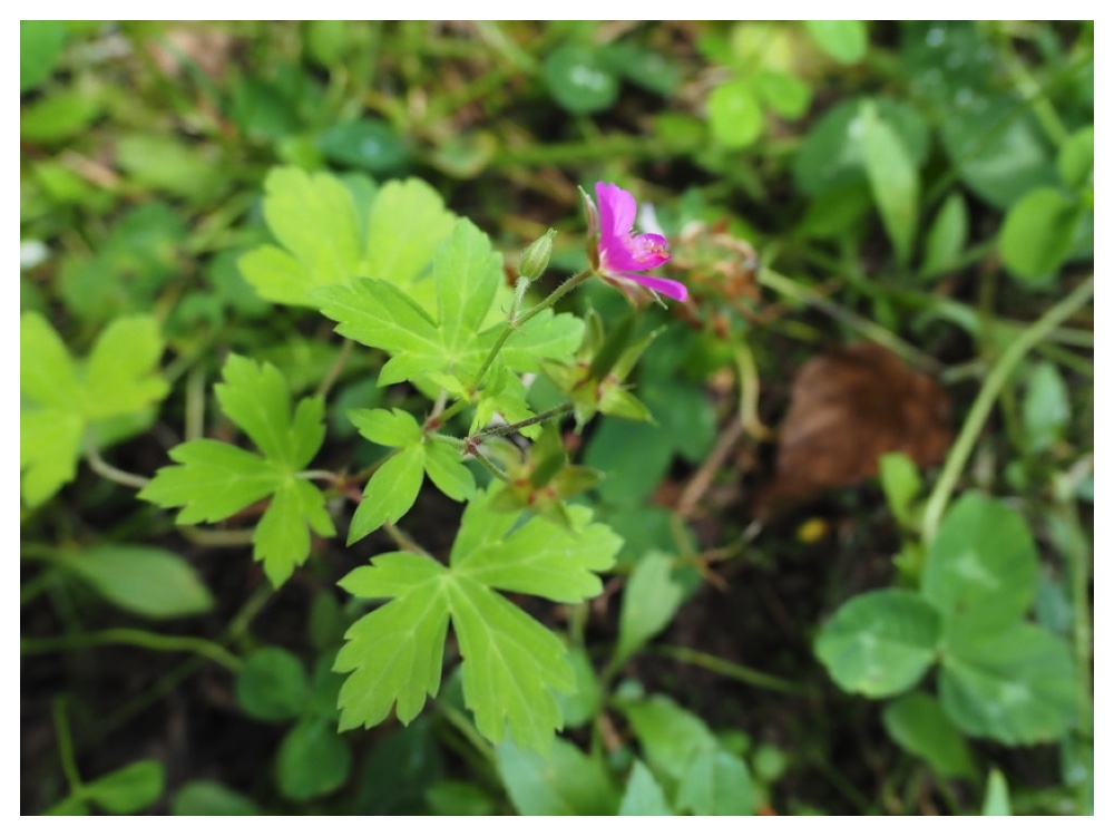 ゲンノショウコ