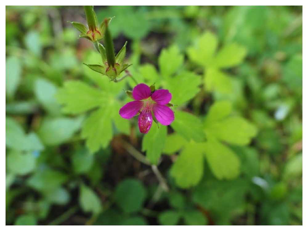 ゲンノショウコ