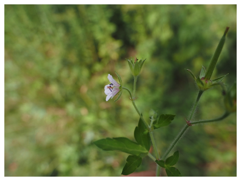 ゲンノショウコ