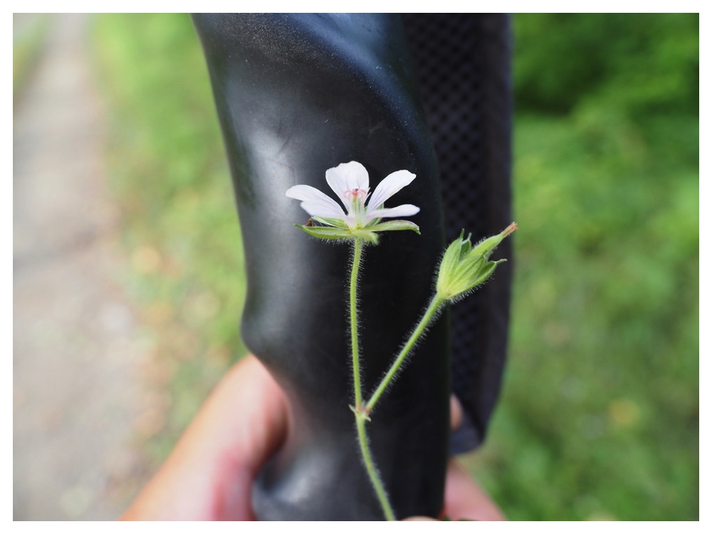 ゲンノショウコ