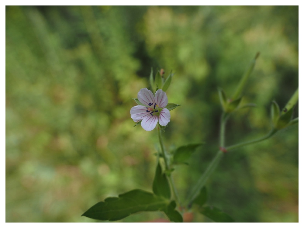 ゲンノショウコ
