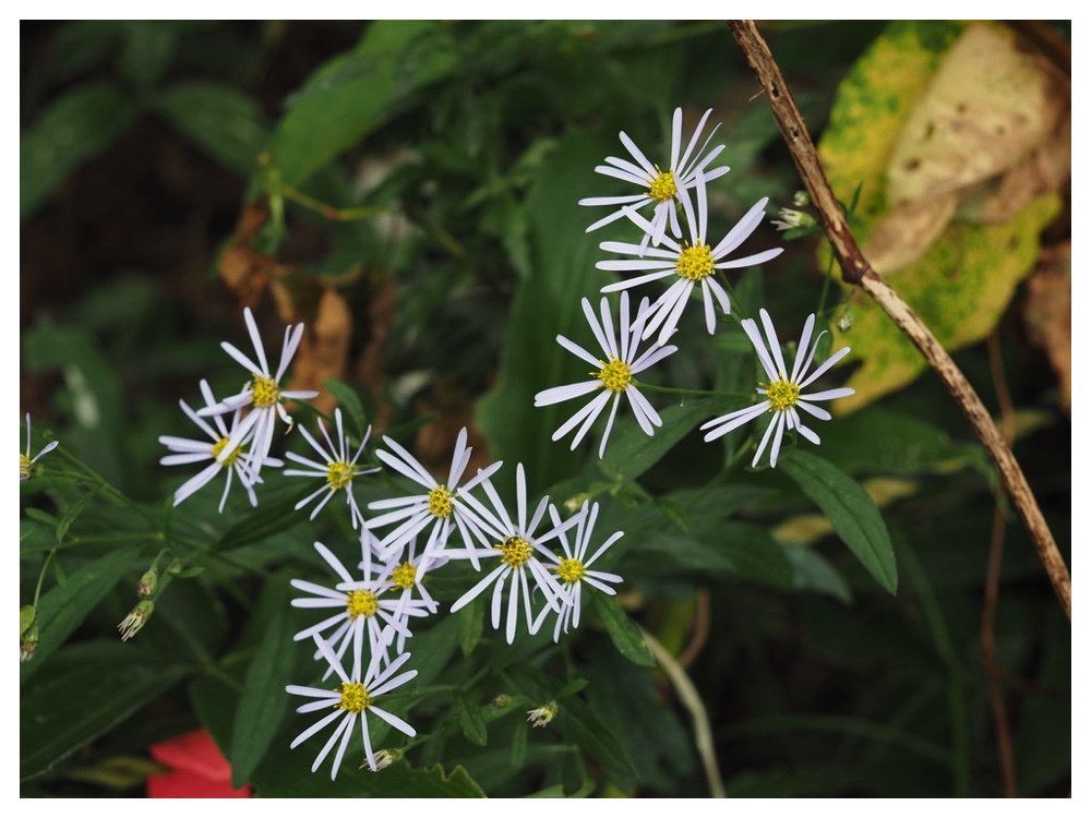 エゾノコンギク