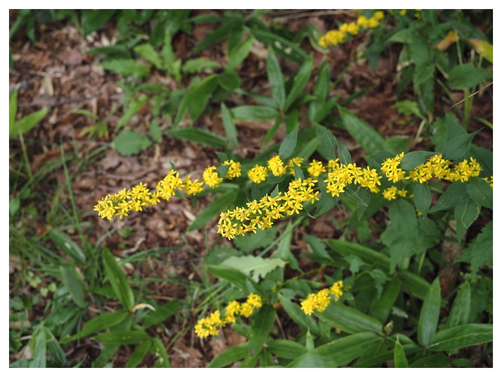 ミヤマアキノキリンソウ