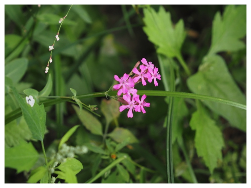 ムシトリナデシコ