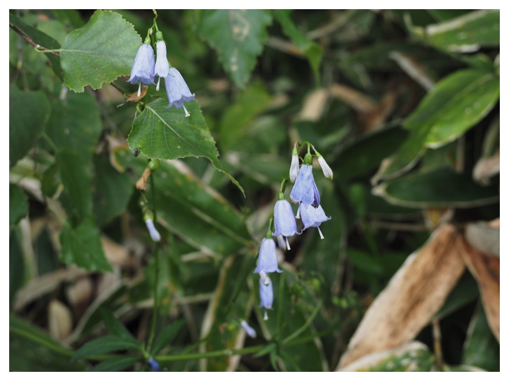 ツリガネニンジン