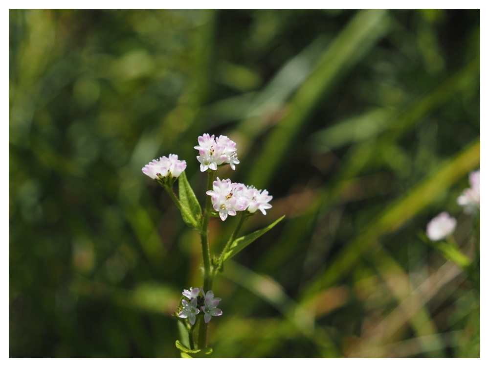 アキノウナギツカミ