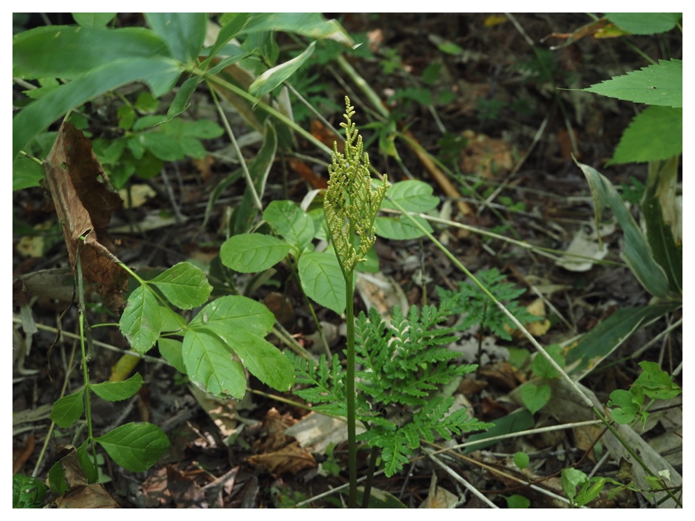 エゾフユノハナワラビ