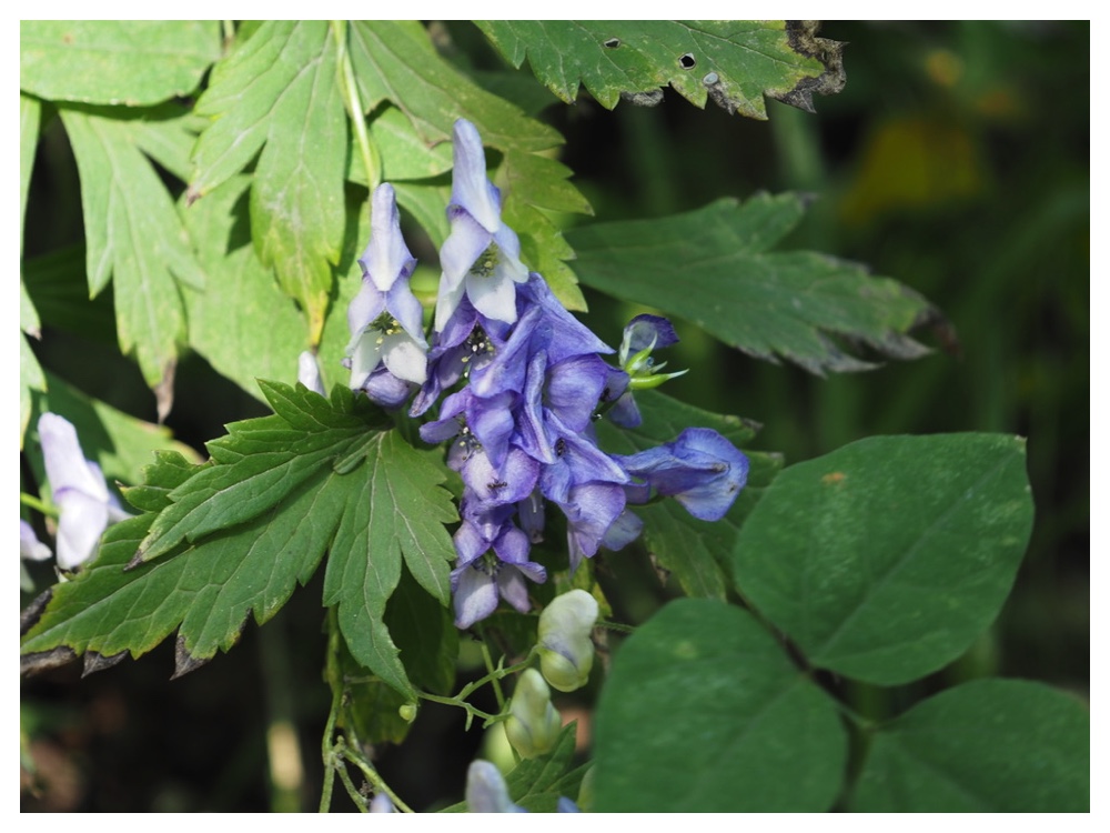 エゾトリカブト