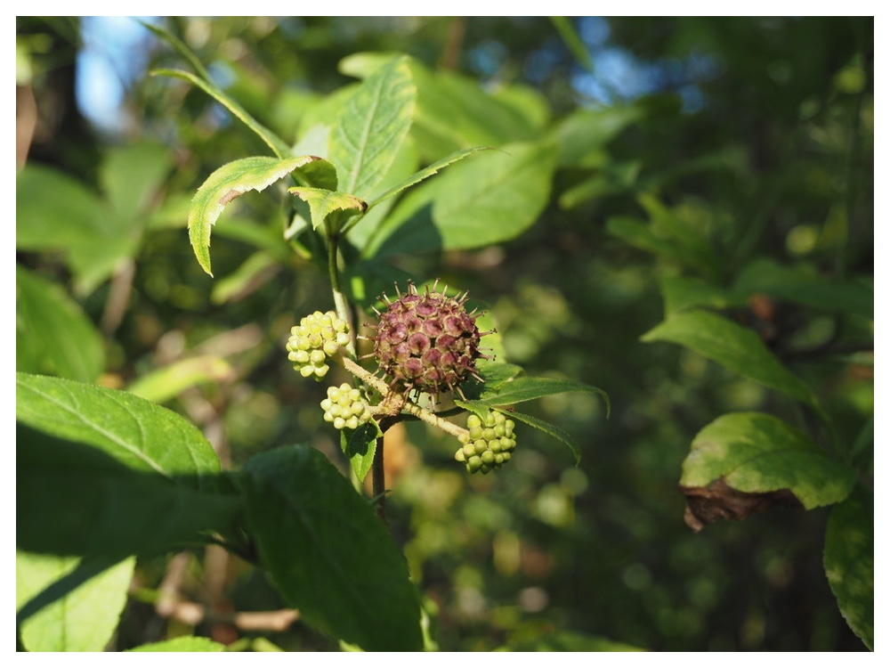 ケヤマウコギの実