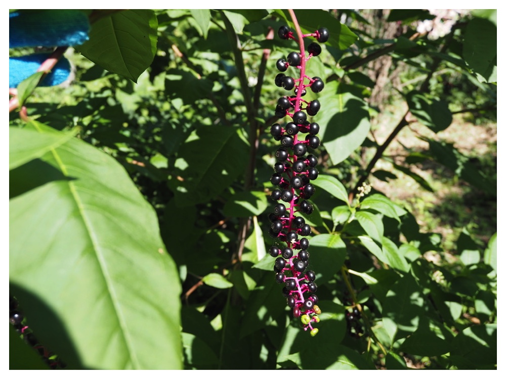 ヨウシュヤマゴボウ