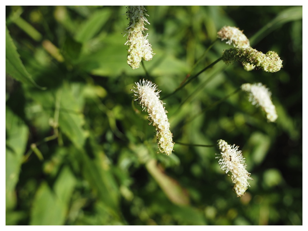 ナガボノシロワレモコウ