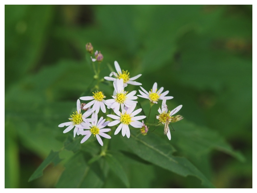 エゾノコンギク