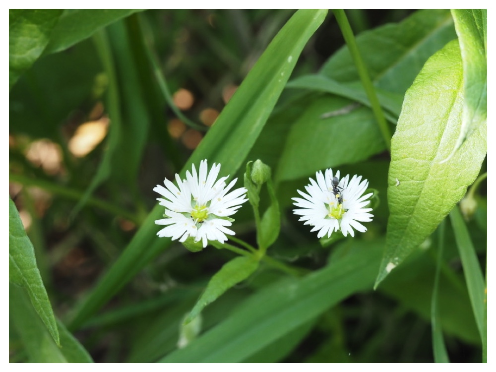 エゾオオヤマハコベ