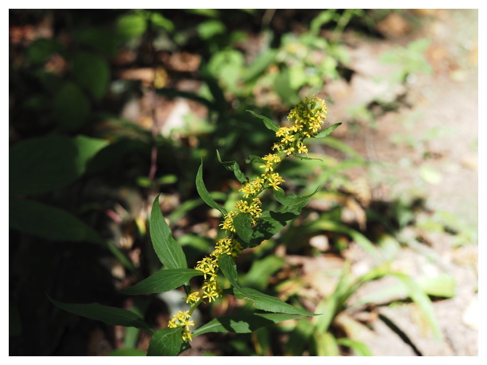 ミヤマアキノキリンソウ