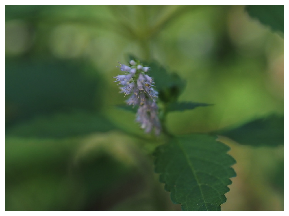 ナギナタコウジュ