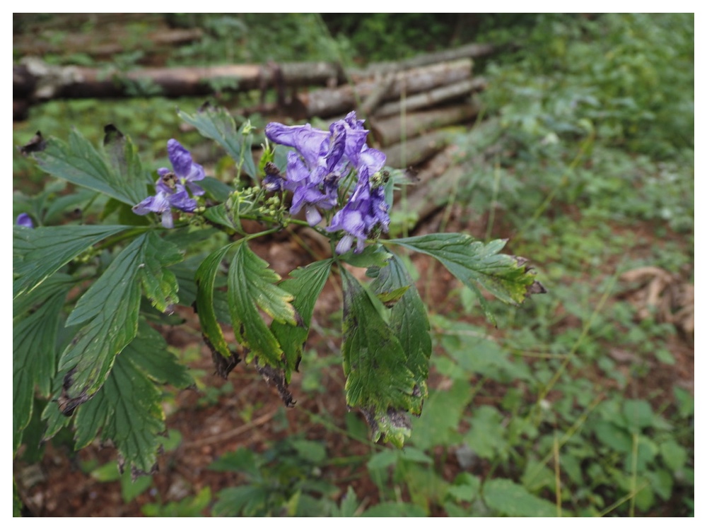 エゾトリカブト