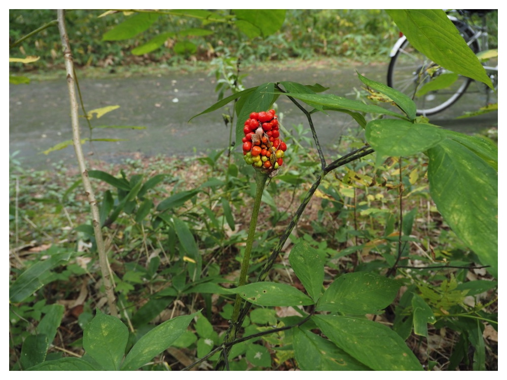 コウライテンナンショウ