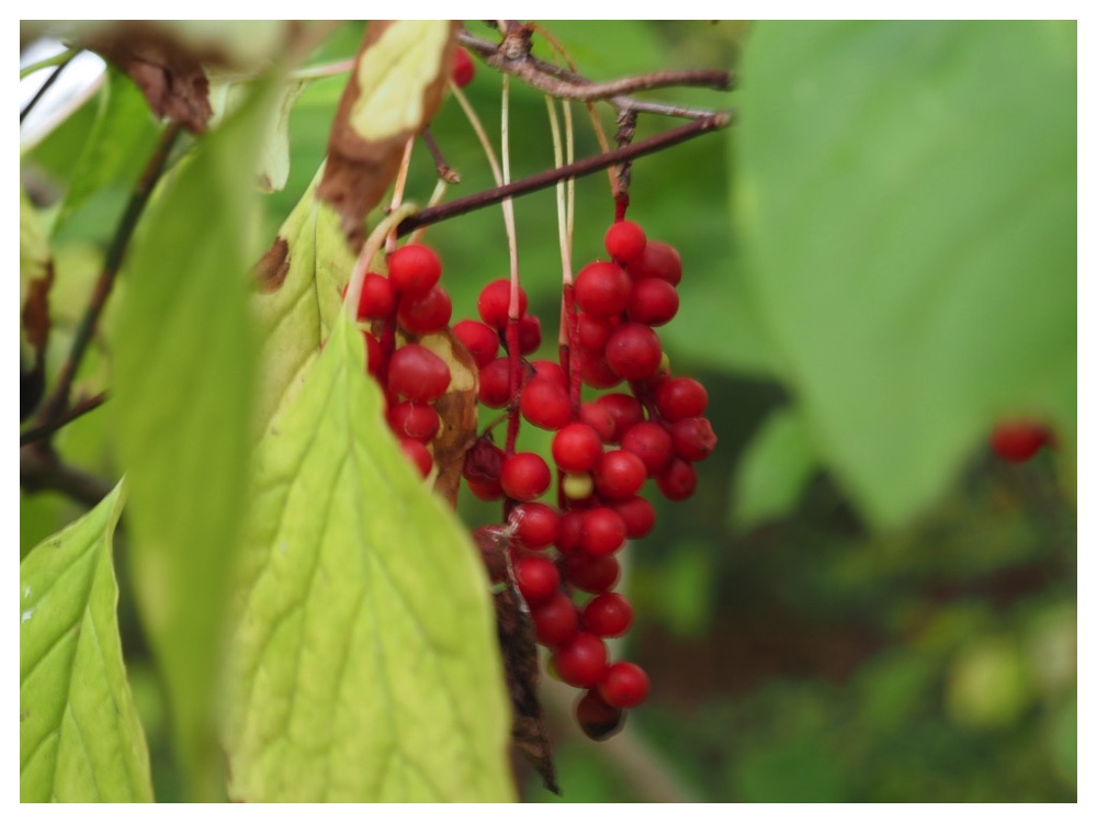 チョウセンゴミシ