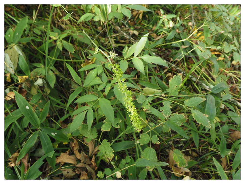 サラシナショウマ