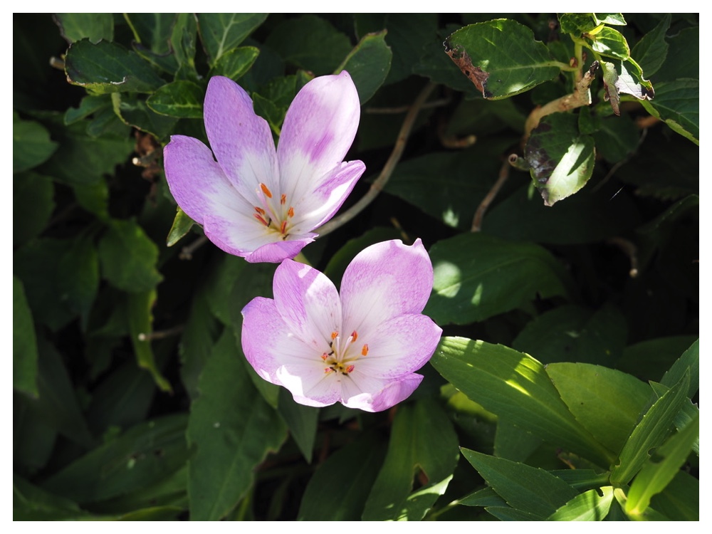 イヌサフラン(コルチカム）