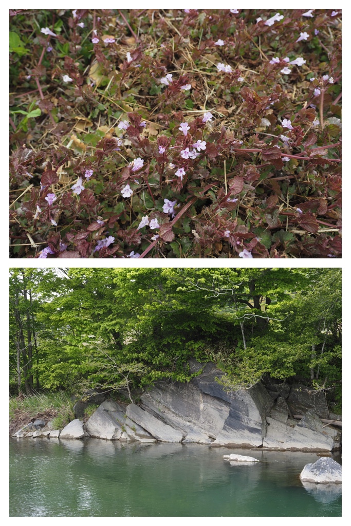 260524_Shizennshi-trip_18