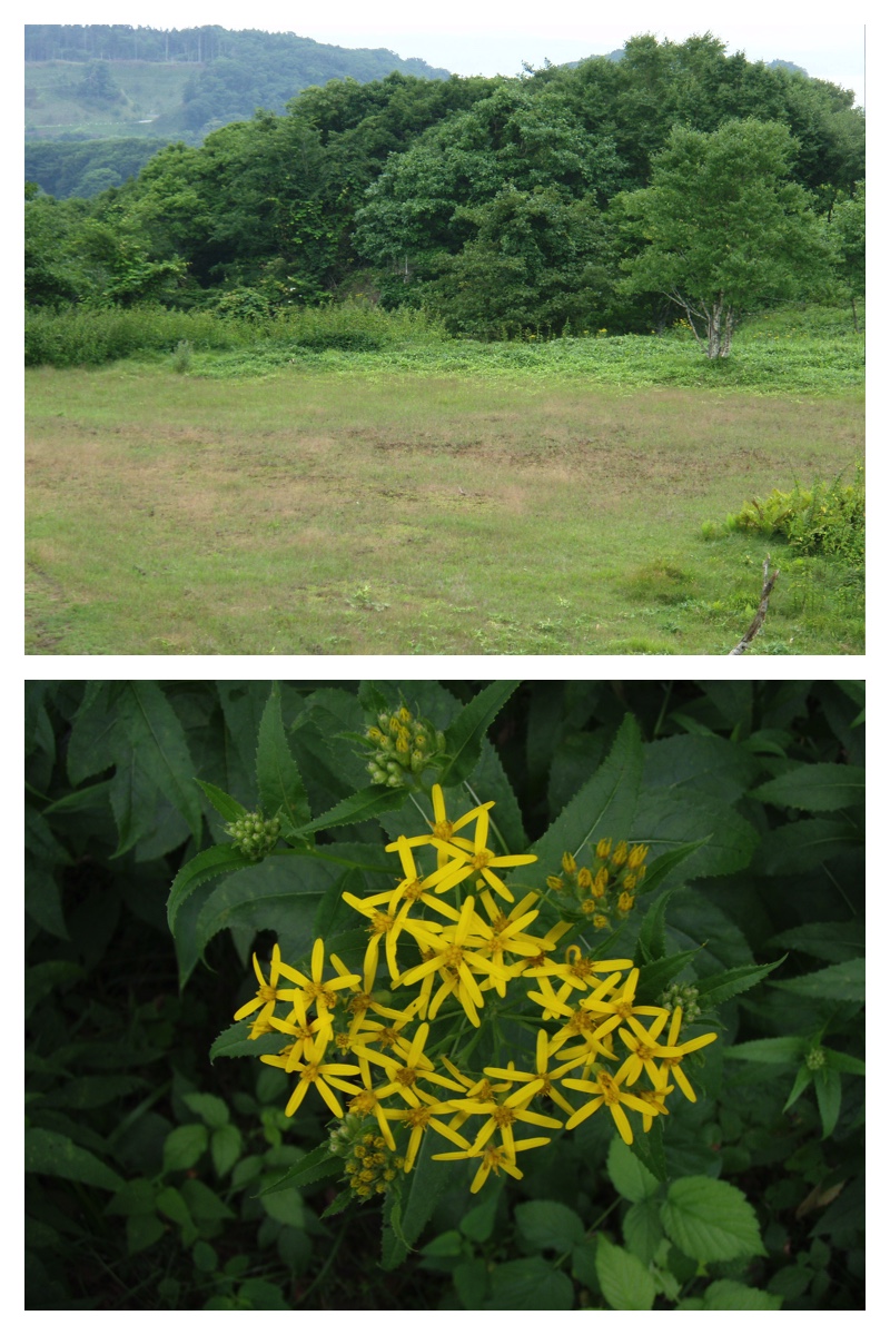 2007_0825_Watanabe_6