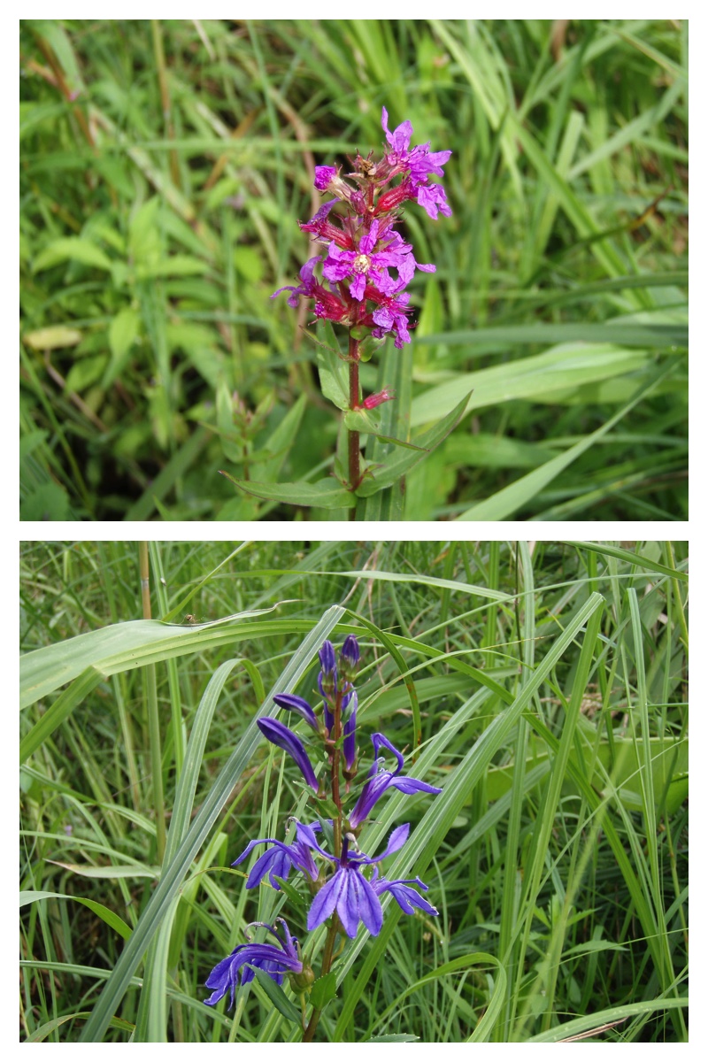 2009_0904_Tsutsumi_15