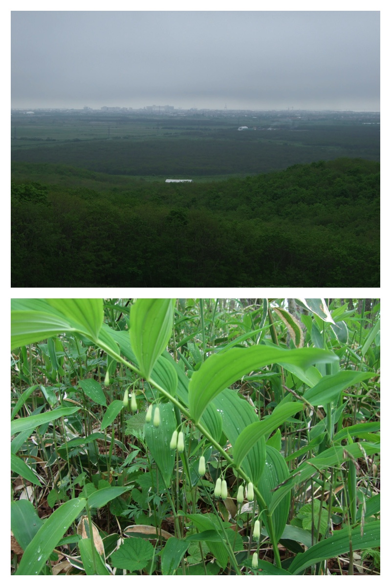 2010_0619_Yamamoto_1