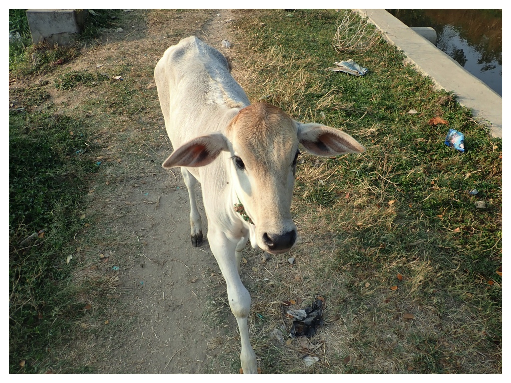 Animal_19-03-10