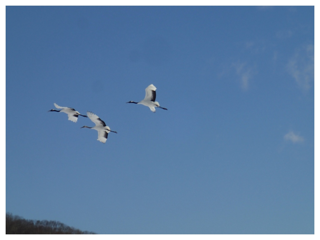 Bird_20-02-04-2