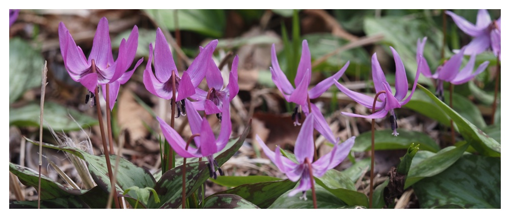 20250426_Katakuri_cover
