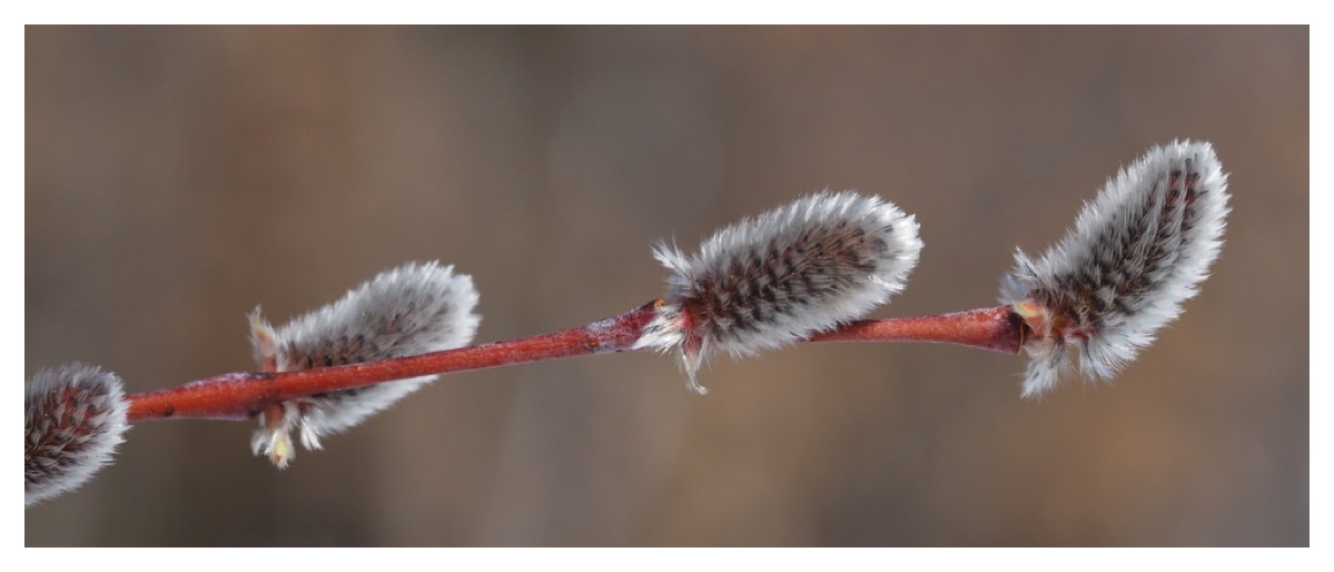 250315_Yanagi-fuyume