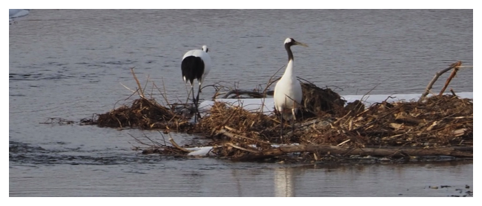 260226_Tanchou_cover