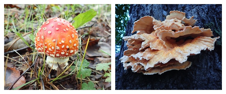 Cover_mushroom