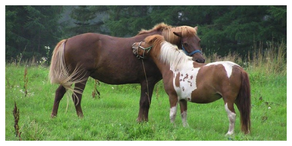 Horse_700-350_cover_2