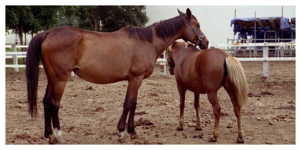 Horse_700-350_cover_4