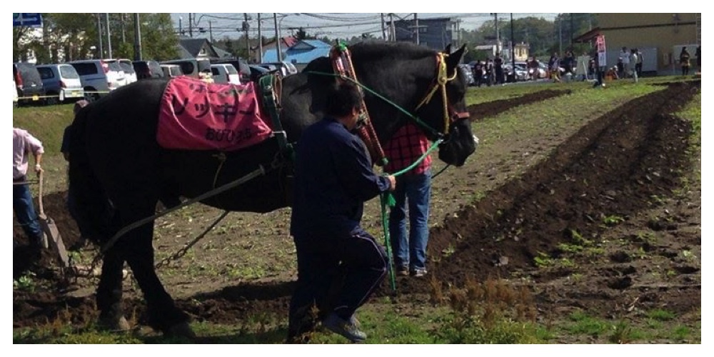 Horse_700-350_cover_2