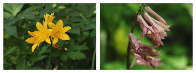 Plants-25_June_cover