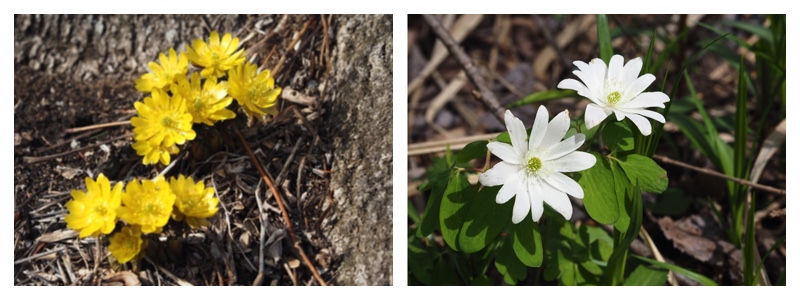 Plants-25_Mar-Apr_cover